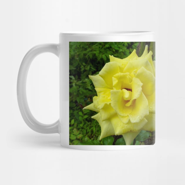 Yellow Rose Wild by pcfyi